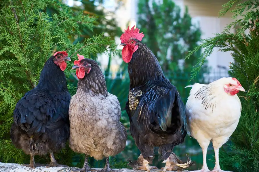 Breeder flock of chickens tested by Pullidex avian DNA laboratory