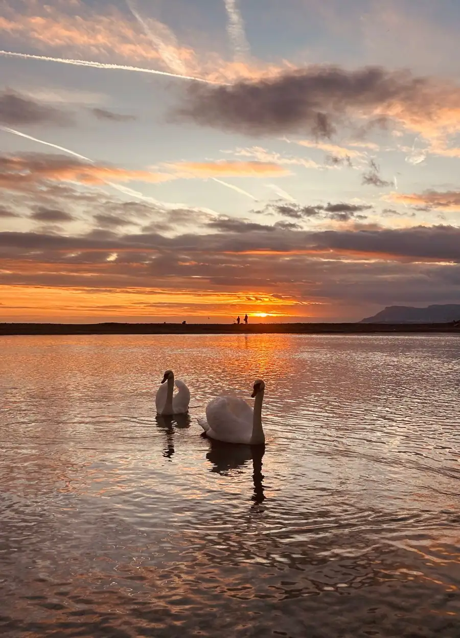 Swan DNA sexing