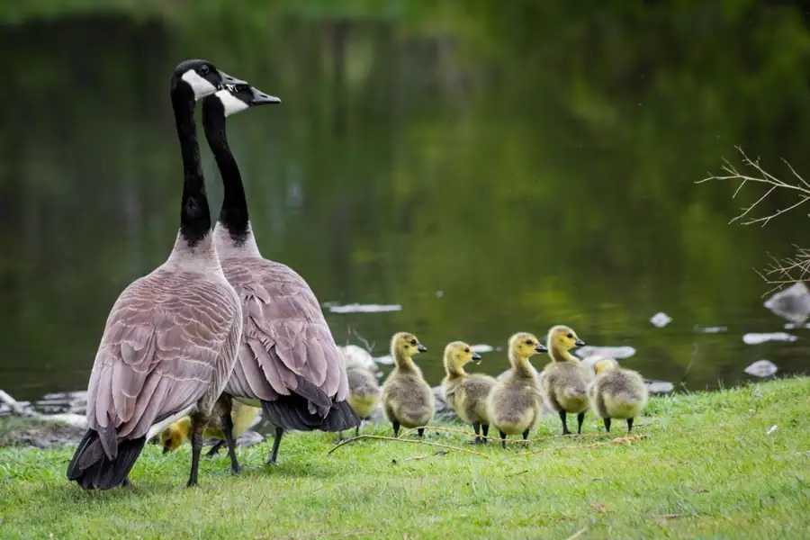 Duck and goose DNA sexing