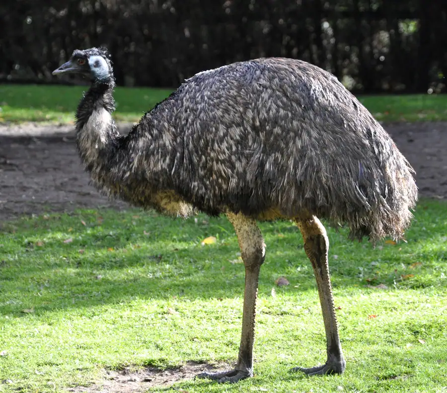 Emu and ratite DNA sexing