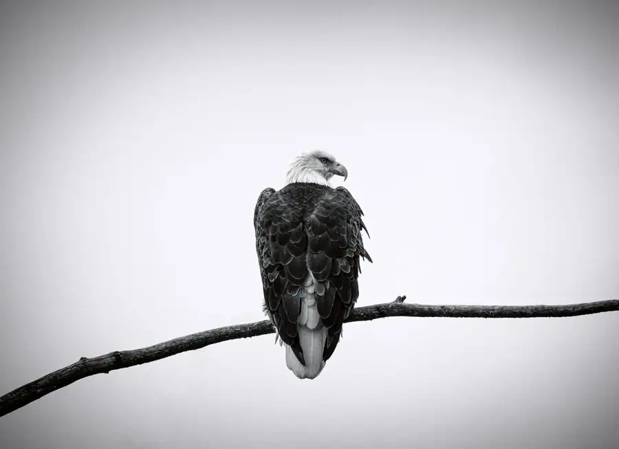 Birds of prey DNA testing